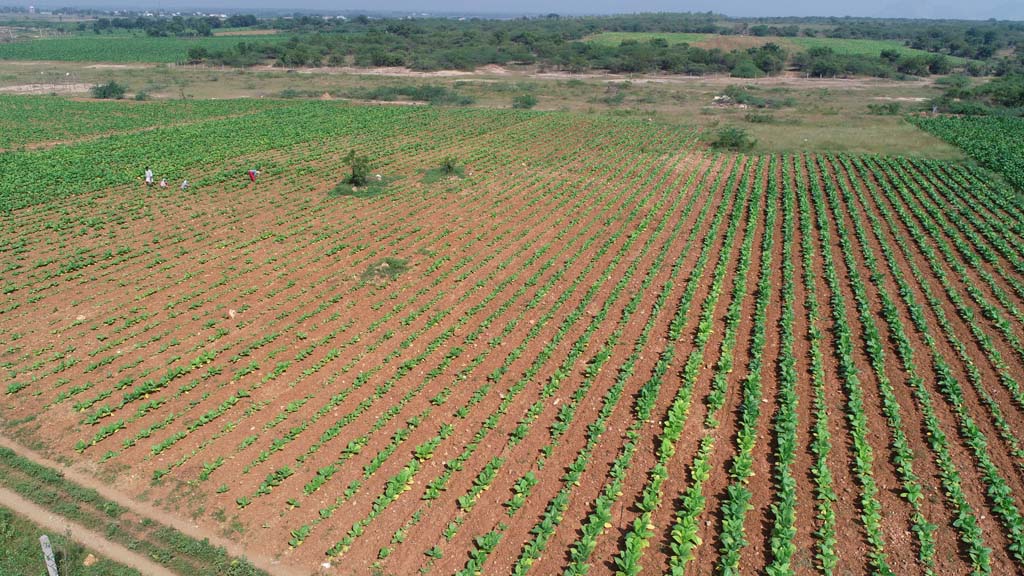Vinukonda Agricultural land for sale